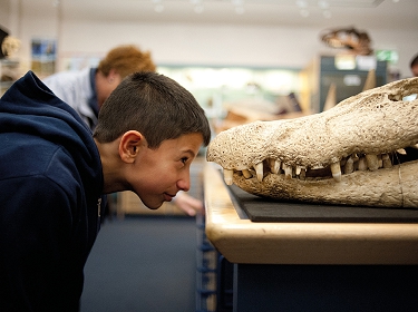 Face-to-face in the Clore Natural History Centre at the World Museum, Liverpool © Mark McNulty (conf.)